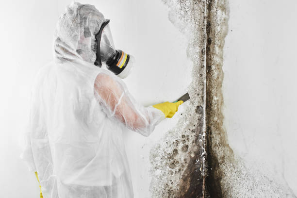 Best Professional Mold Removal  in Delavan Lake, WI