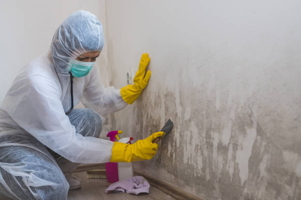 Best Toxic Mold Removal  in Delavan Lake, WI