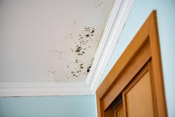 Professional Mold Removal in Delavan Lake, WI
