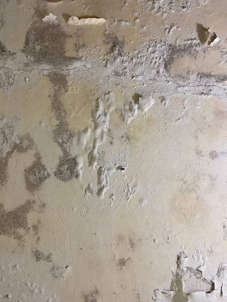 Home Mold Removal in Delavan Lake, WI