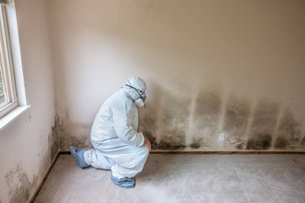 Mold Removal and Inspection in Delavan Lake, WI