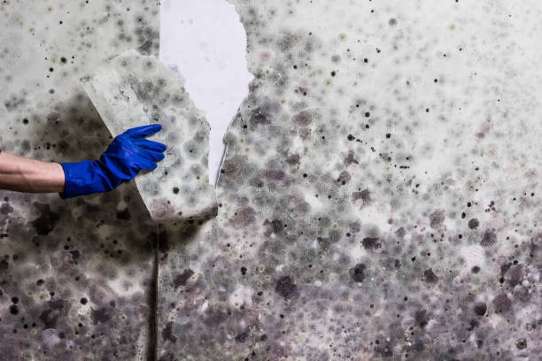 Best Mold Testing  in Delavan Lake, WI