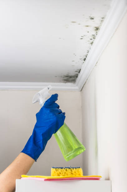 Professional Mold Removal in Delavan Lake, WI